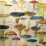 Aftonbladets! 1950 Vintage Swedish Chromolitho Edible Mushrooms Classroom Poster