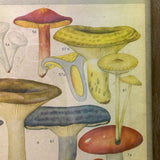 Aftonbladets! 1950 Vintage Swedish Chromolitho Edible Mushrooms Classroom Poster