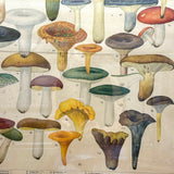 Aftonbladets! 1950 Vintage Swedish Chromolitho Edible Mushrooms Classroom Poster