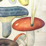 Aftonbladets! 1950 Vintage Swedish Chromolitho Edible Mushrooms Classroom Poster