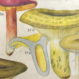 Aftonbladets! 1950 Vintage Swedish Chromolitho Edible Mushrooms Classroom Poster