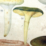 Aftonbladets! 1950 Vintage Swedish Chromolitho Edible Mushrooms Classroom Poster