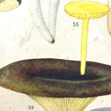 Aftonbladets! 1950 Vintage Swedish Chromolitho Edible Mushrooms Classroom Poster