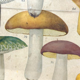 Aftonbladets! 1950 Vintage Swedish Chromolitho Edible Mushrooms Classroom Poster