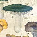 Aftonbladets! 1950 Vintage Swedish Chromolitho Edible Mushrooms Classroom Poster