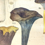Aftonbladets! 1950 Vintage Swedish Chromolitho Edible Mushrooms Classroom Poster