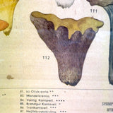 Aftonbladets! 1950 Vintage Swedish Chromolitho Edible Mushrooms Classroom Poster