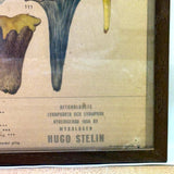 Aftonbladets! 1950 Vintage Swedish Chromolitho Edible Mushrooms Classroom Poster