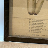 Aftonbladets! 1950 Vintage Swedish Chromolitho Edible Mushrooms Classroom Poster