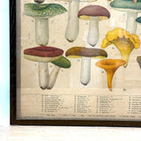 Aftonbladets! 1950 Vintage Swedish Chromolitho Edible Mushrooms Classroom Poster