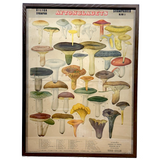 Aftonbladets! 1950 Vintage Swedish Chromolitho Edible Mushrooms Classroom Poster