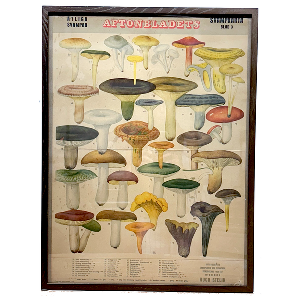 Aftonbladets! 1950 Vintage Swedish Chromolitho Edible Mushrooms Classroom Poster