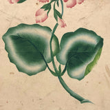 Pink Flowers, 19th C. Theorem Watercolor on Wove