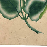 Pink Flowers, 19th C. Theorem Watercolor on Wove