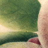 19th C. Sandpaper Theorem Peaches on Card