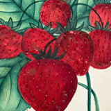 Wilson's Albany Strawberries, 19th Century Hand-Stenciled and Hand-painted Horticultural Salesman Sample Print