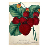 Wilson's Albany Strawberries, 19th Century Hand-Stenciled and Hand-painted Horticultural Salesman Sample Print