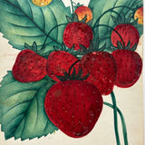 Wilson's Albany Strawberries, 19th Century Hand-Stenciled and Hand-painted Horticultural Salesman Sample Print