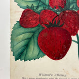 Wilson's Albany Strawberries, 19th Century Hand-Stenciled and Hand-painted Horticultural Salesman Sample Print