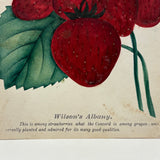 Wilson's Albany Strawberries, 19th Century Hand-Stenciled and Hand-painted Horticultural Salesman Sample Print