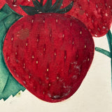 Wilson's Albany Strawberries, 19th Century Hand-Stenciled and Hand-painted Horticultural Salesman Sample Print