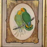 Red-Faced Love Birds (Agapornis pullarius), Regally Framed Alexander Francis Lydon for W.T.Greene Woodblock Engraving, 1884