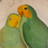 Red-Faced Love Birds (Agapornis pullarius), Regally Framed Alexander Francis Lydon for W.T.Greene Woodblock Engraving, 1884