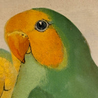 Red-Faced Love Birds (Agapornis pullarius), Regally Framed Alexander Francis Lydon for W.T.Greene Woodblock Engraving, 1884