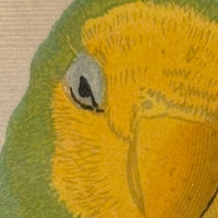 Red-Faced Love Birds (Agapornis pullarius), Regally Framed Alexander Francis Lydon for W.T.Greene Woodblock Engraving, 1884