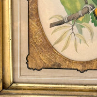 Red-Faced Love Birds (Agapornis pullarius), Regally Framed Alexander Francis Lydon for W.T.Greene Woodblock Engraving, 1884