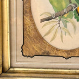 Red-Faced Love Birds (Agapornis pullarius), Regally Framed Alexander Francis Lydon for W.T.Greene Woodblock Engraving, 1884