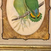 Red-Faced Love Birds (Agapornis pullarius), Regally Framed Alexander Francis Lydon for W.T.Greene Woodblock Engraving, 1884