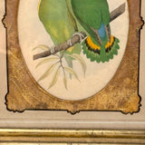 Red-Faced Love Birds (Agapornis pullarius), Regally Framed Alexander Francis Lydon for W.T.Greene Woodblock Engraving, 1884