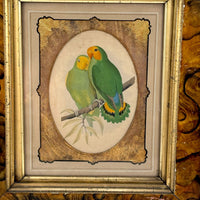 Red-Faced Love Birds (Agapornis pullarius), Regally Framed Alexander Francis Lydon for W.T.Greene Woodblock Engraving, 1884