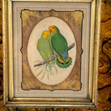 Red-Faced Love Birds (Agapornis pullarius), Regally Framed Alexander Francis Lydon for W.T.Greene Woodblock Engraving, 1884