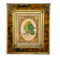 Red-Faced Love Birds (Agapornis pullarius), Regally Framed Alexander Francis Lydon for W.T.Greene Woodblock Engraving, 1884
