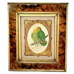 Red-Faced Love Birds (Agapornis pullarius), Regally Framed Alexander Francis Lydon for W.T.Greene Woodblock Engraving, 1884