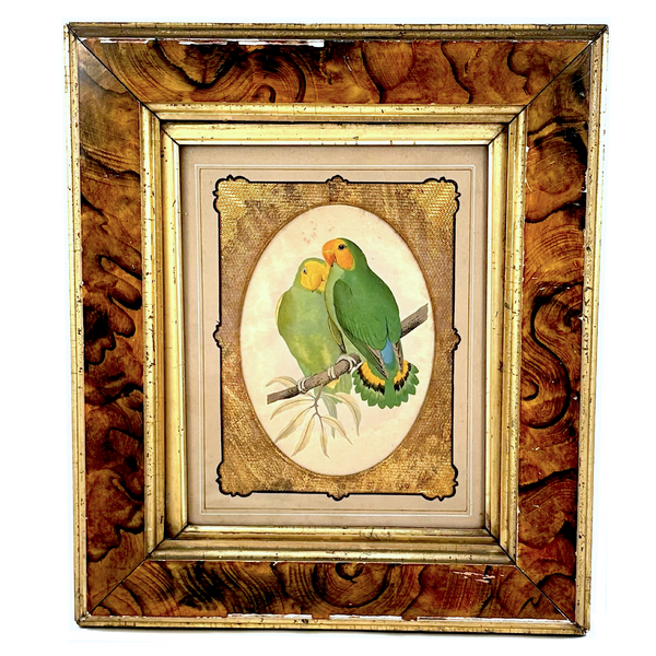 Red-Faced Love Birds (Agapornis pullarius), Regally Framed Alexander Francis Lydon for W.T.Greene Woodblock Engraving, 1884