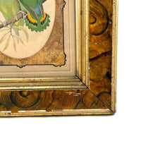 Red-Faced Love Birds (Agapornis pullarius), Regally Framed Alexander Francis Lydon for W.T.Greene Woodblock Engraving, 1884