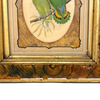 Red-Faced Love Birds (Agapornis pullarius), Regally Framed Alexander Francis Lydon for W.T.Greene Woodblock Engraving, 1884