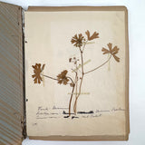 Frances Billings' Very Sweet Seventh Grade Herbarium, c. 1910s-20s