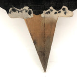 SOLD Black and White Old Folk Art Crate Wood Garden Cat