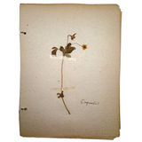 Frances Billings' Very Sweet Seventh Grade Herbarium, c. 1910s-20s