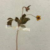 Frances Billings' Very Sweet Seventh Grade Herbarium, c. 1910s-20s