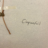 Frances Billings' Very Sweet Seventh Grade Herbarium, c. 1910s-20s
