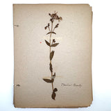 Frances Billings' Very Sweet Seventh Grade Herbarium, c. 1910s-20s