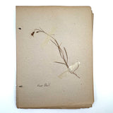 Frances Billings' Very Sweet Seventh Grade Herbarium, c. 1910s-20s