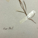 Frances Billings' Very Sweet Seventh Grade Herbarium, c. 1910s-20s