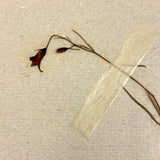 Frances Billings' Very Sweet Seventh Grade Herbarium, c. 1910s-20s