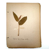 Frances Billings' Very Sweet Seventh Grade Herbarium, c. 1910s-20s